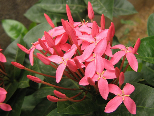 Flacara padurilor( Ixora ) - Flori