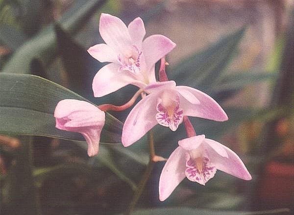 Dendrobium - Flori