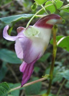 IMPATIENS PSITTACINA - Flori