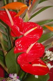 Anthurium Pitic - Flori