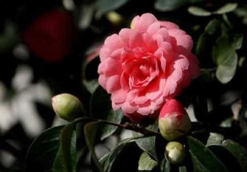 Middlemist camellia - Flori