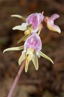 Epipogium aphyllum - Flori
