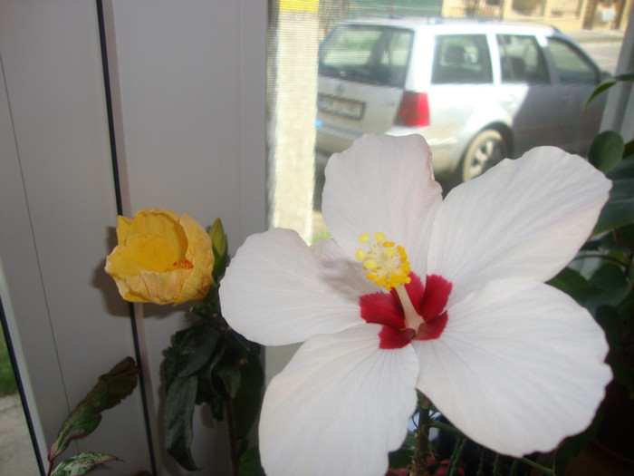  - hibiscusi