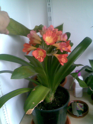 clivia pe ultima suta de m