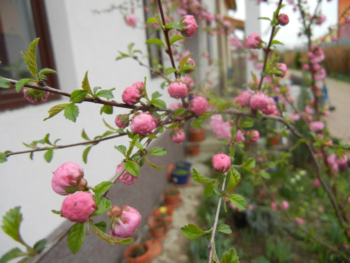 Prunus triloba (2012, April 09) - Prunus triloba