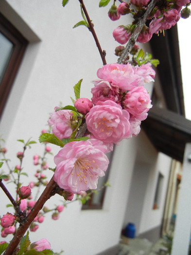 Prunus triloba (2012, April 09) - Prunus triloba