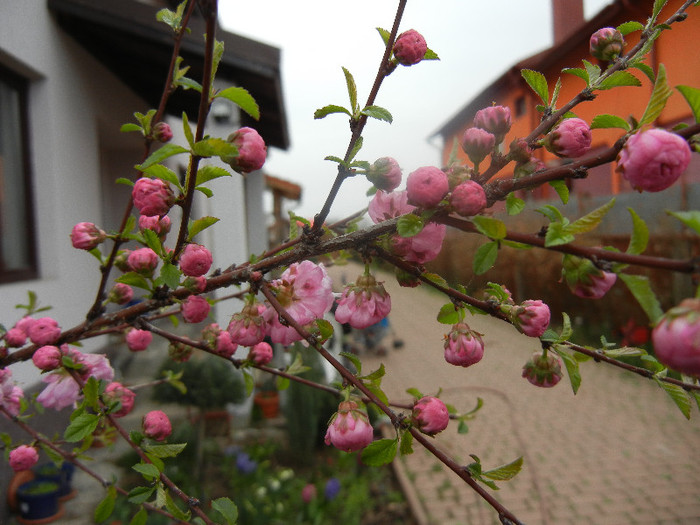 Prunus triloba (2012, April 09) - Prunus triloba