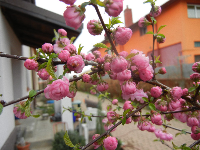 Prunus triloba (2012, April 09) - Prunus triloba