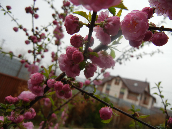 Prunus triloba (2012, April 09) - Prunus triloba