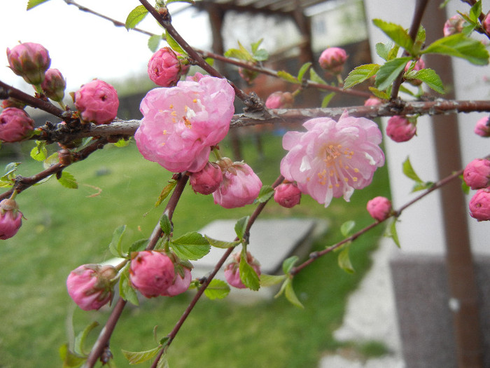 Prunus triloba (2012, April 09) - Prunus triloba