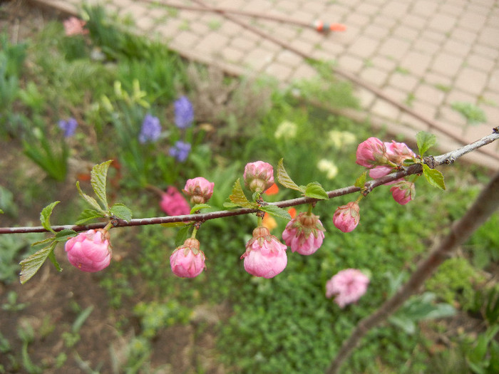 Prunus triloba (2012, April 09) - Prunus triloba