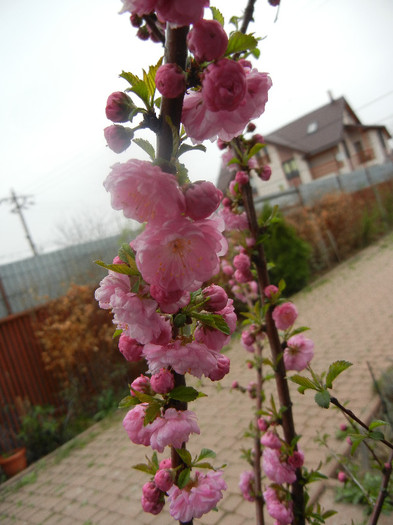 Prunus triloba (2012, April 09) - Prunus triloba