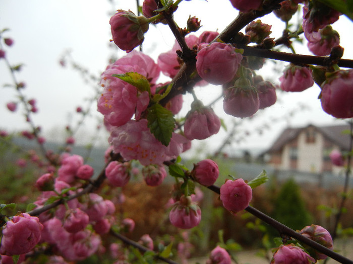 Prunus triloba (2012, April 09) - Prunus triloba