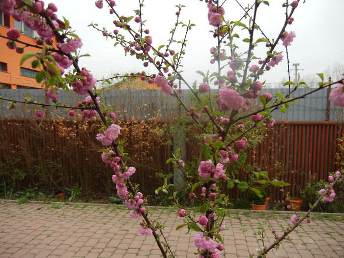 Prunus triloba (2012, April 09) - Prunus triloba