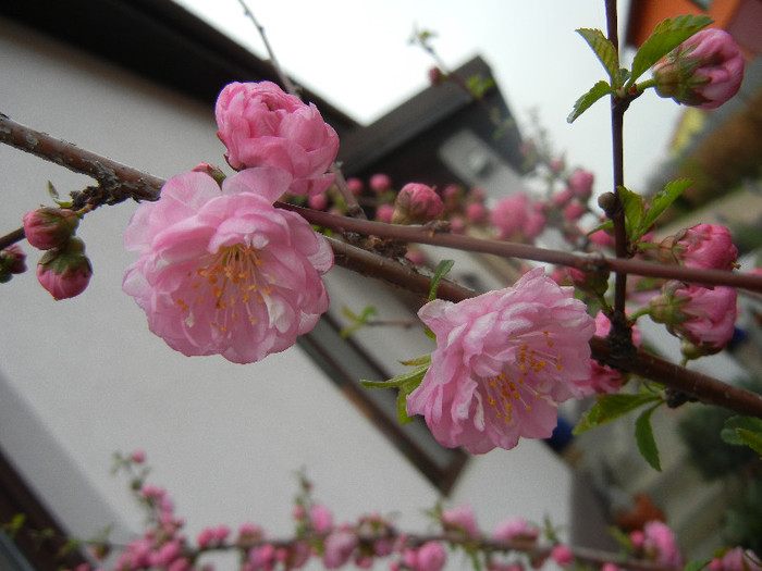 Prunus triloba (2012, April 09) - Prunus triloba