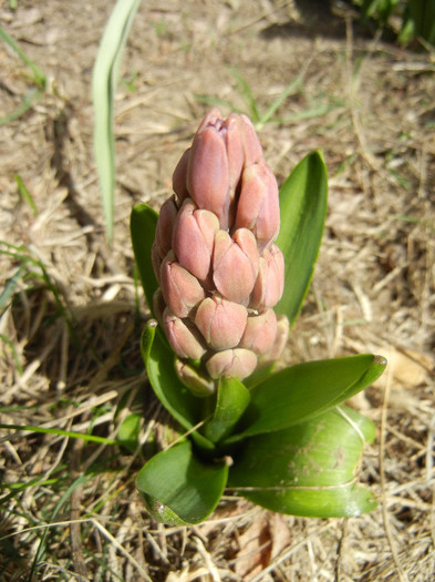 Hyacinth_Zambila (2012, April 04)