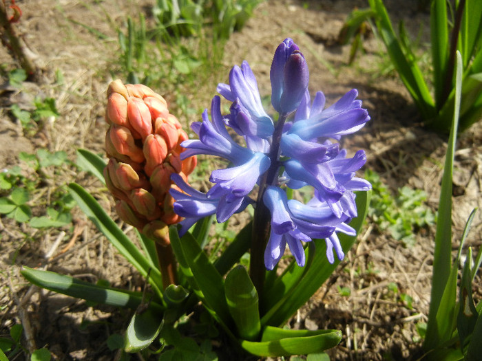 Hyacinths_Zambile (2012, April 04)