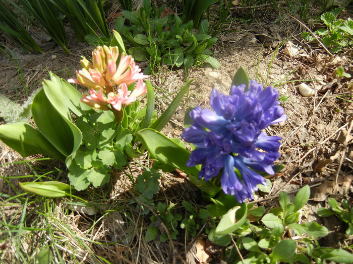 Hyacinths_Zambile (2012, April 04)
