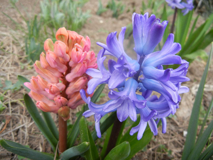 Hyacinths_Zambile (2012, April 04)