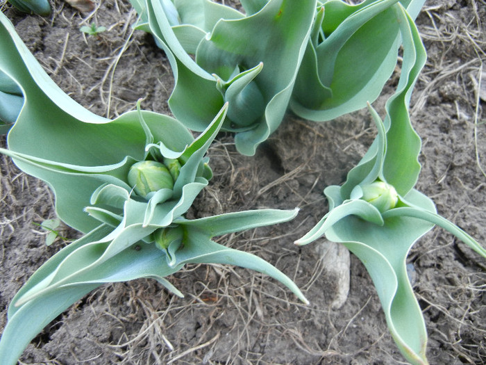 Tulips_Lalele (2012, April 05)