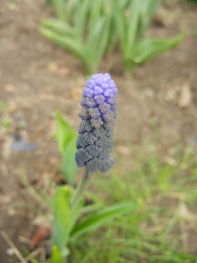 Muscari latifolium (2012, April 06)