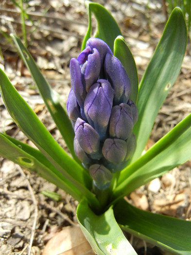 Hyacinth Blue Jacket (2012, April 04) - Hyacinth Blue Jacket