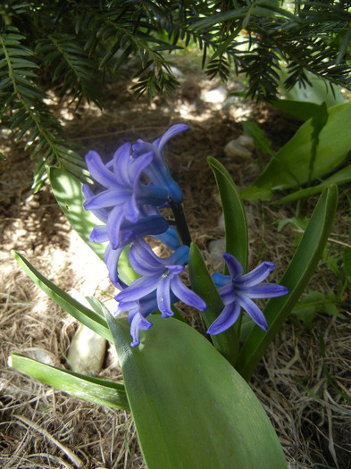 Hyacinth Blue Jacket (2012, April 04) - Hyacinth Blue Jacket