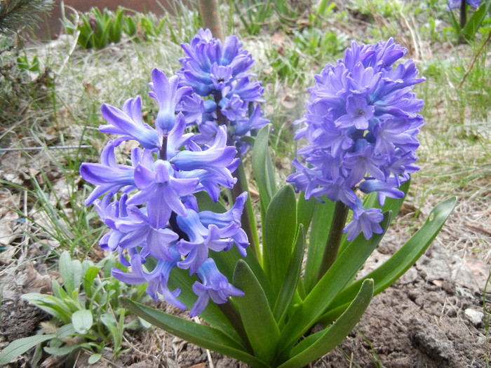 Hyacinth Blue Jacket (2012, April 04)