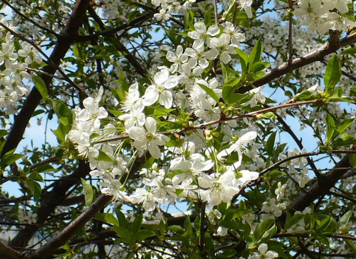 P1380123 crop - Primavara in Bucuresti 2012 apr 10