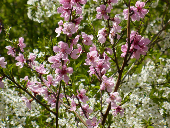 flori de piersic - Primavara in Bucuresti 2012 apr 10
