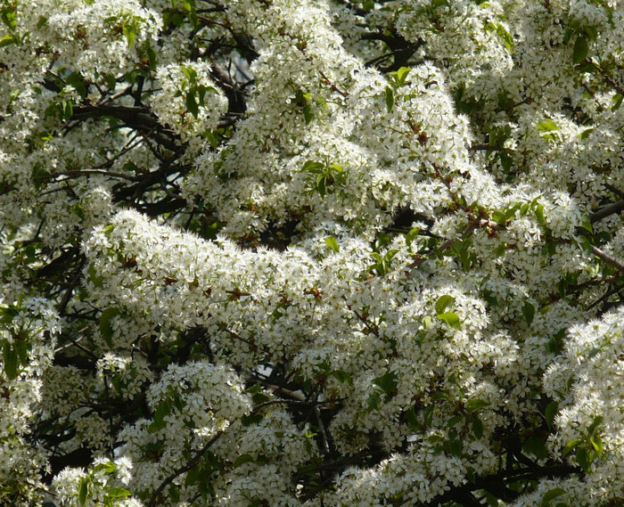 P1380143 crop - Primavara in Bucuresti 2012 apr 10