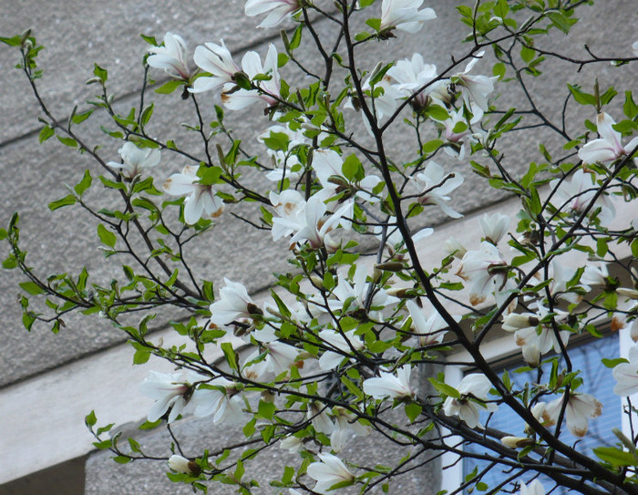 Magnolii - Primavara in Bucuresti 2012 apr 10