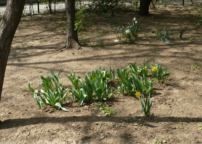 Narcise - Primavara in Bucuresti 2012 apr 10