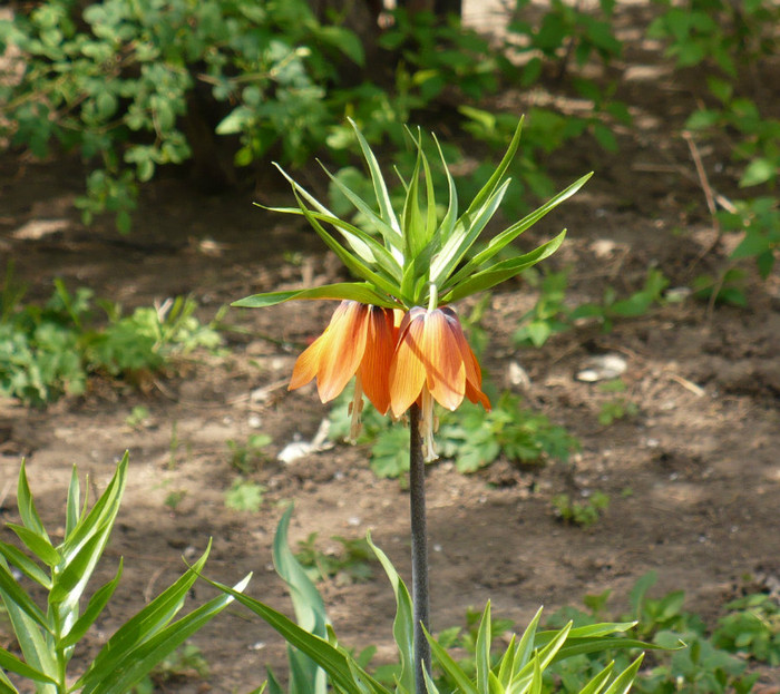 Fritillaria imperialis - Primavara in Bucuresti 2012 apr 10