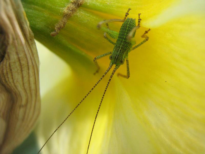 lacusta - Poze macro si landscape