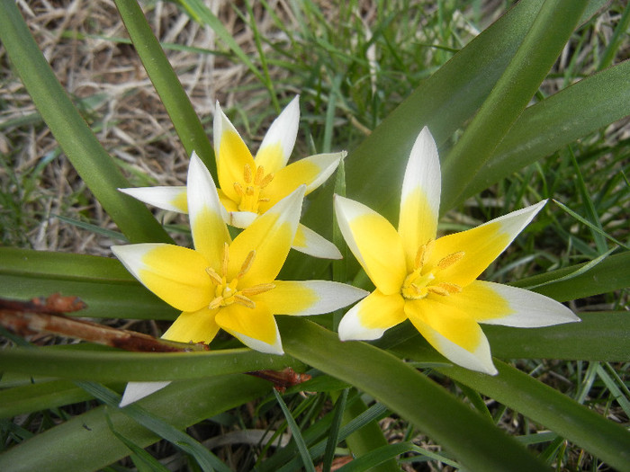 Tulipa Tarda (2012, April 10)