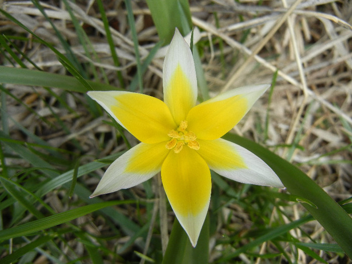 Tulipa Tarda (2012, April 10) - Tulipa Tarda