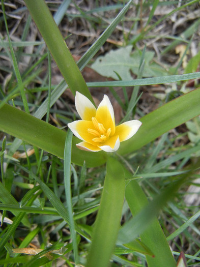 Tulipa Tarda (2012, April 10) - Tulipa Tarda
