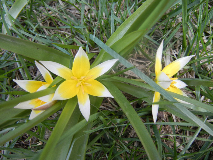 Tulipa Tarda (2012, April 10) - Tulipa Tarda