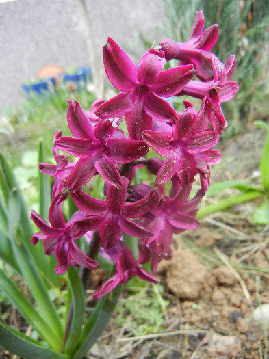 Hyacinth Woodstock (2012, April 09) - Hyacinth Woodstock