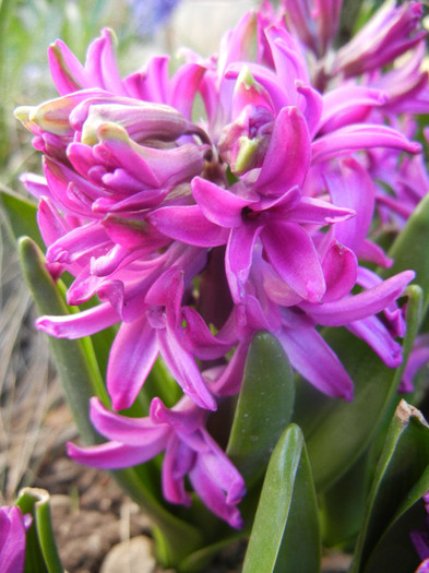 Hyacinth Amethyst (2012, April 08) - Hyacinth Amethyst