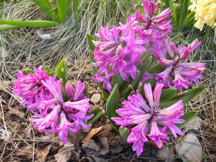 Hyacinth Amethyst (2012, April 08) - Hyacinth Amethyst