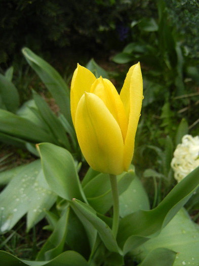 Tulipa Candela (2012, April 09)