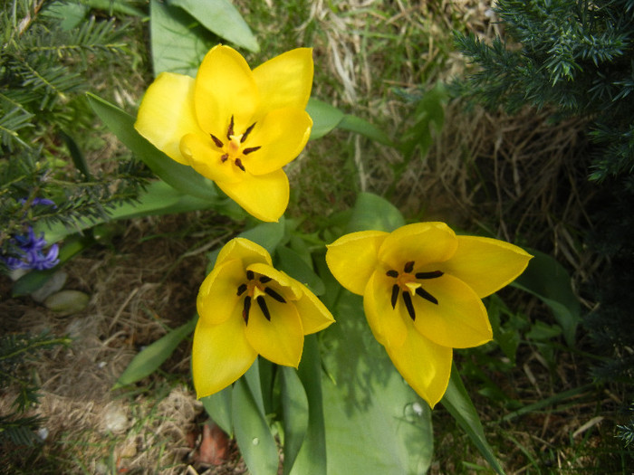 Tulipa Candela (2012, April 10)