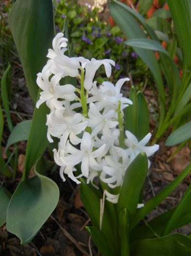 Hyacinth Carnegie (2012, April 08)