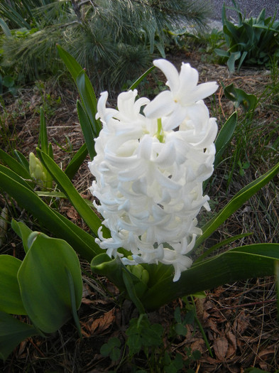 Hyacinth Carnegie (2012, April 08)