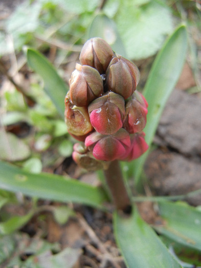 Hyacinthus Hollyhock (2012, April 09)