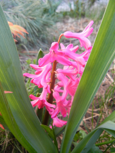 Hyacinth Jan Bos (2012, April 08) - Hyacinth Jan Bos