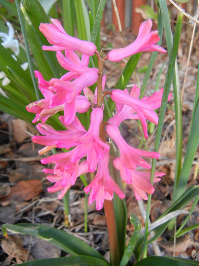 Hyacinth Jan Bos (2012, April 08)