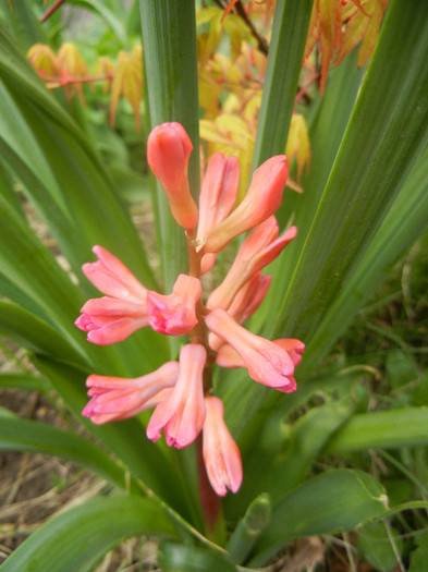 Hyacinth Jan Bos (2012, April 09)